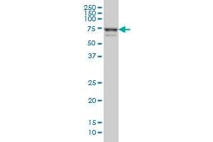 MYNN monoclonal antibody (M01), clone 3E8 Western Blot analysis of MYNN expression in Hela S3 NE . (Myoneurin Antikörper  (AA 501-610))