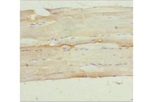 Immunohistochemistry of paraffin-embedded human skeletal muscle tissue using ABIN7161157 at dilution of 1:100