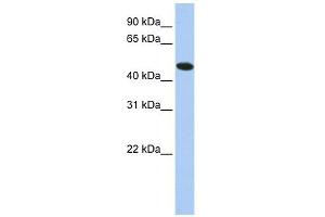 TXNDC5 antibody used at 1 ug/ml to detect target protein. (TXNDC5 Antikörper  (N-Term))