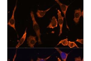 Immunofluorescence analysis of L929 cells using RPL36AL Polyclonal Antibody at dilution of 1:100 (40x lens).