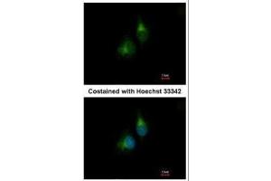 ICC/IF Image Immunofluorescence analysis of methanol-fixed A549, using PDIR, antibody at 1:200 dilution. (PDIA5 Antikörper)