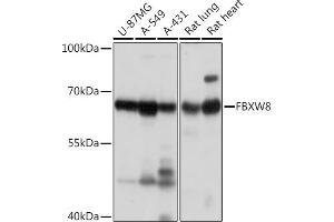 Western blot analysis of extracts of various cell lines, using FBXW8 Rabbit pAb (ABIN7267083) at 1:1000 dilution. (FBXW8 Antikörper)