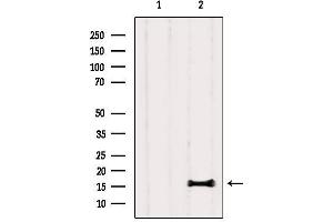 Western blot analysis of extracts from Rat lung, using PLA2G1B Antibody. (PLA2G1B Antikörper  (C-Term))