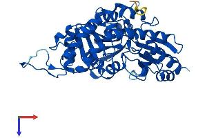 CTH Protein (AA 1-398) (His tag)