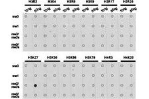 Dot-blot analysis of all sorts of methylation peptides using H3K27me2 antibody. (Histone 3 Antikörper  (H3K27me2))
