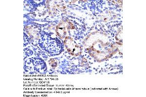 Human kidney (RIMS3 Antikörper  (C-Term))