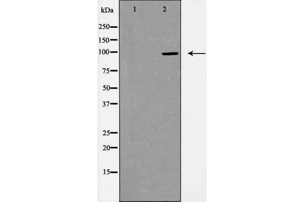 G Protein-Coupled Receptor 133 Antikörper