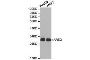 Western Blotting (WB) image for anti-Amphiregulin (AREG) antibody (ABIN1871064)
