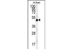 NI Antibody (N-term) (ABIN654036 and ABIN2843947) western blot analysis in mouse liver tissue lysates (15 μg/lane). (NIPAL4 Antikörper  (N-Term))