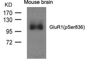 Western blot analysis of extracts from mouse brain and using GluR1(phospho-Ser836) Antibody. (Glutamate Receptor 1 Antikörper  (pSer836))