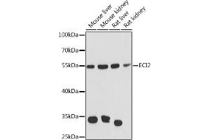 Western blot analysis of extracts of various cell lines, using ECI2 Rabbit pAb  at 1:3000 dilution. (PECI/ECI2 Antikörper  (AA 1-364))