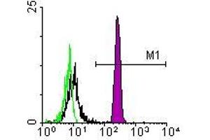 Image no. 1 for anti-Monocyte/Granulocyte antibody (FITC) (ABIN135481) (Monocyte/Granulocyte Antikörper  (FITC))