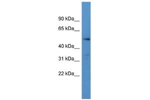 Western Blotting (WB) image for anti-Cytochrome P450, Family 24, Subfamily A, Polypeptide 1 (CYP24A1) (C-Term) antibody (ABIN2788352)