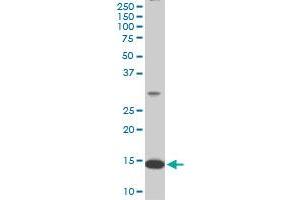RPL36A monoclonal antibody (M02), clone 6H1. (RPL36A Antikörper  (AA 7-106))