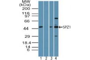 Image no. 2 for anti-Spermatogenic Leucine Zipper 1 (SPZ1) (AA 40-90) antibody (ABIN960358) (SPZ1 Antikörper  (AA 40-90))