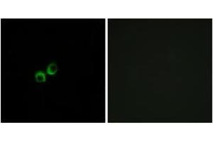 Immunofluorescence (IF) image for anti-Taste Receptor, Type 1, Member 3 (TAS1R3) (AA 326-375) antibody (ABIN1536012)