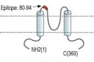 anti-Potassium Inwardly-Rectifying Channel, Subfamily J, Member 13 (KCNJ13) (AA 80-94), (Extracellular Loop) antibody