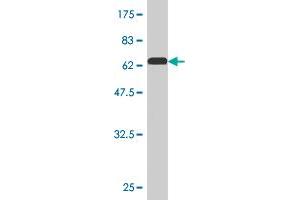 Western Blot detection against Immunogen (61. (PEX10 Antikörper  (AA 1-326))