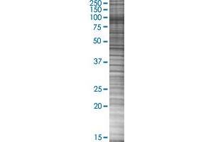 KIF20A transfected lysate.