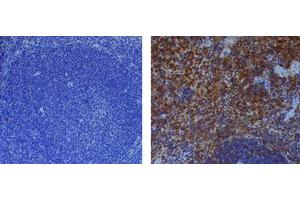 Immunohistochemical staining of endogenous mouse Caspase-1 in mouse spleen using anti-Caspase-1 (p20) (mouse), mAb (Casper-1)  (1:500) by standard immunohistochemistry (antigen retrieval performed with sodium citrate). (Caspase 1 p20 Antikörper)