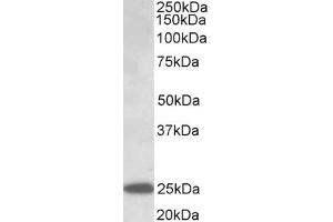 Image no. 1 for anti-Abhydrolase Domain Containing 14B (ABHD14B) (AA 188-200) antibody (ABIN1099769) (ABHD14B Antikörper  (AA 188-200))