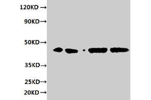 Western blot All lanes: ERGIC3 antibody at 2 μg/mL Lane 1: HepG2 whole cell lysate Lane 2: 293T whole cell lysate Lane 3: Hela whole cell lysate Lane 4: MCF-7 whole cell lysate Secondary Goat polyclonal to rabbit IgG at 1/10000 dilution Predicted band size: 44, 27 kDa Observed band size: 44 kDa (ERGIC3 Antikörper  (AA 47-341))