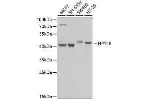 Western blot analysis of extracts of various cell lines using NPY4R Polyclonal Antibody at dilution of 1:1000. (NPY4R Antikörper)