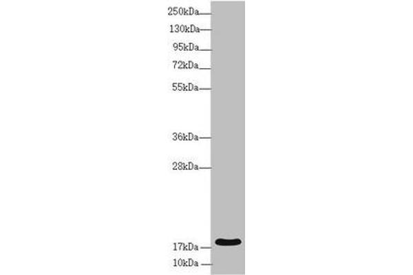RNF5 Antikörper  (AA 1-120)
