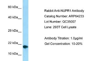 Western Blotting (WB) image for anti-Nuclear Protein, Transcriptional Regulator, 1 (NUPR1) (C-Term) antibody (ABIN971307) (NUPR1 Antikörper  (C-Term))