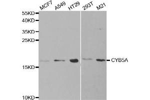 Western Blotting (WB) image for anti-Cytochrome B5 Type A (Microsomal) (CYB5A) antibody (ABIN1876589) (CYB5A Antikörper)