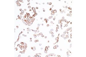 Immunocytochemistry (ICC) image for anti-V-Set Domain Containing T Cell Activation Inhibitor 1 (VTCN1) (AA 30-282) antibody (ABIN7454028)