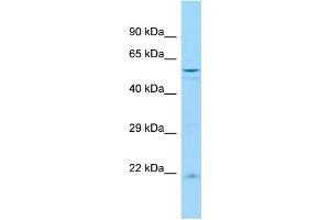 Host: Rabbit Target Name: Usp44 Sample Type: Rat Spleen lysates Antibody Dilution: 1. (USP44 Antikörper  (N-Term))