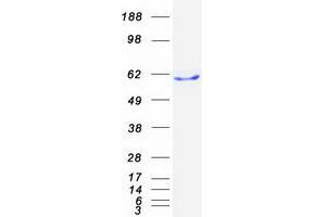 Validation with Western Blot (BTN1A1 Protein (Myc-DYKDDDDK Tag))