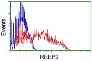 HEK293T cells transfected with either RC202507 overexpress plasmid (Red) or empty vector control plasmid (Blue) were immunostained by anti-REEP2 antibody (ABIN2455575), and then analyzed by flow cytometry. (REEP2 Antikörper)