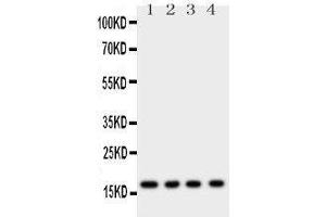 Western Blotting (WB) image for anti-Myoglobin (MB) (AA 138-154), (C-Term) antibody (ABIN3044306) (Myoglobin Antikörper  (C-Term))