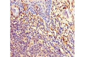 anti-Majin (AA 1-216) antibody