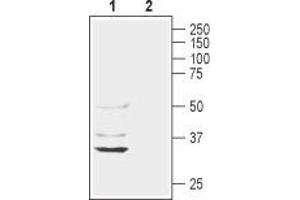 Western blot analysis of rat liver lysate: - 1. (AQP11 Antikörper  (2nd Extracellular Loop))
