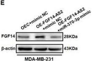 FGF14-AS2 regulates FGF14 expression by sponging miR-370-3p. (FGF14 Antikörper  (AA 1-252))