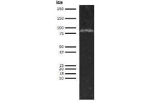 Western Blotting (WB) image for anti-Complement Factor I (CFI) antibody (Biotin) (ABIN1803649)