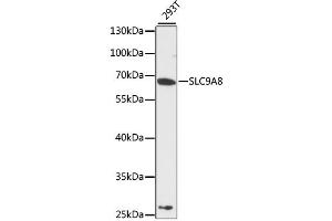 Western blot analysis of extracts of 293T cells, using SLC9A8 antibody (ABIN6292415) at 1:3000 dilution.
