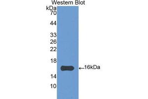 Western Blotting (WB) image for anti-Interleukin 4 (IL4) (AA 26-136) antibody (ABIN1859430) (IL-4 Antikörper  (AA 26-136))