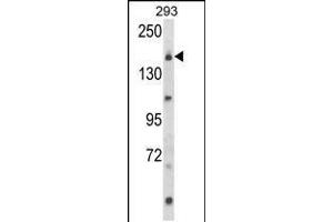 Western blot analysis of UNC13B Antibody in 293 cell line lysates (35ug/lane) (UNC13B Antikörper  (AA 1062-1091))