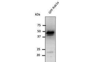 RAB1A antibody  (C-Term)