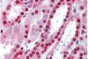 Kidney (MBD3 Antikörper  (AA 215-230))