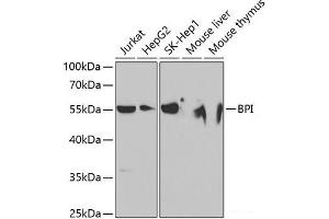 Western blot analysis of extracts of various cell lines using BPI Polyclonal Antibody at dilution of 1:1000. (BPI Antikörper)