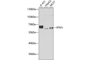 Western blot analysis of extracts of various cell lines, using RTKN antibody (ABIN6129097, ABIN6147290, ABIN6147292 and ABIN6222455) at 1:1000 dilution.