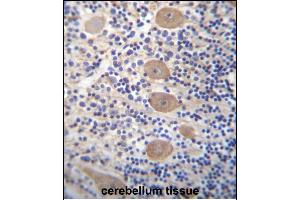 EP Antibody (C-term) 12971b immunohistochemistry analysis in formalin fixed and paraffin embedded human cerebellum tissue followed by peroxidase conjugation of the secondary antibody and DAB staining. (EAPP Antikörper  (C-Term))