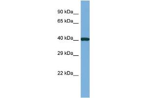 Host: Rabbit Target Name: CASS4 Sample Type: RPMI-8226 Whole Cell lysates Antibody Dilution: 1.