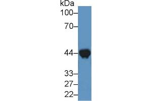 Western Blot; Sample: Mouse Heart lysate; ;Primary Ab: 2µg/ml Rabbit Anti-Canine CKM Antibody;Second Ab: 0.