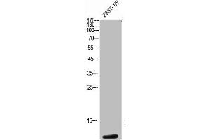 Western Blot analysis of 293T-UV cells using ApoC-III Polyclonal Antibody (APOC3 Antikörper  (C-Term))